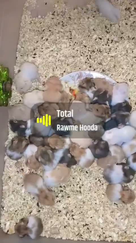 Dwarf Hamster Babies | Adults, farm video