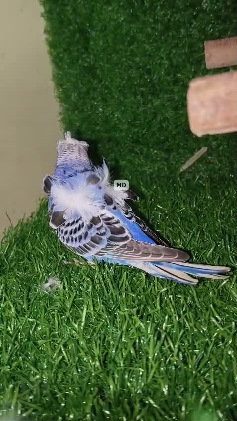 Hogoromo Budgies, farm video