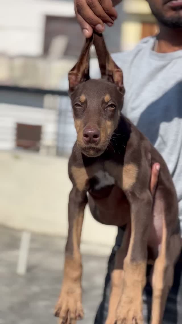 Doberman Pinscher Puppy, farm video