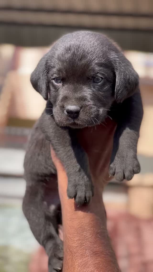 Beagle Black & Tan Puppy, farm video