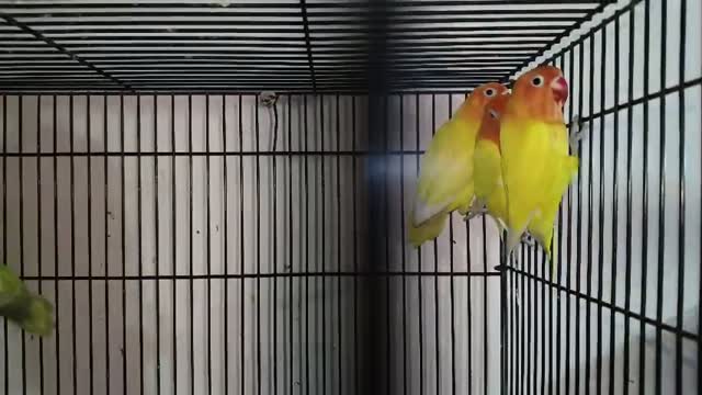Pineapple Headed Conure, farm video