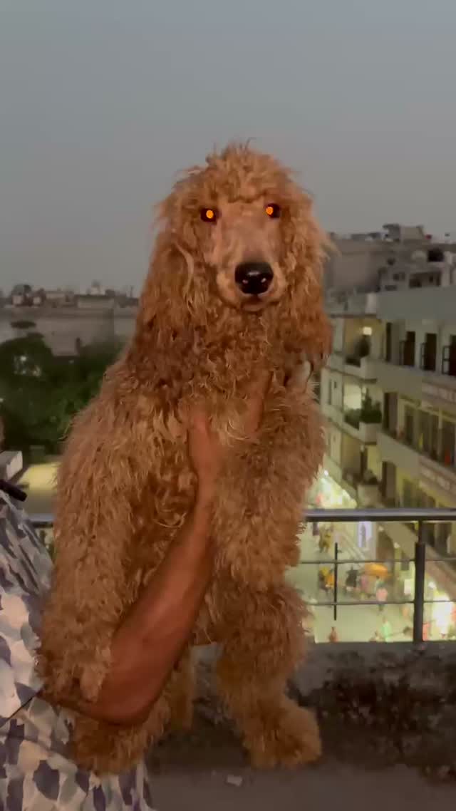Standard Poodle Puppy, farm video