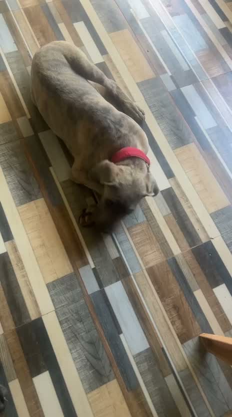 Cane Corso Puppy | Brindle, farm video