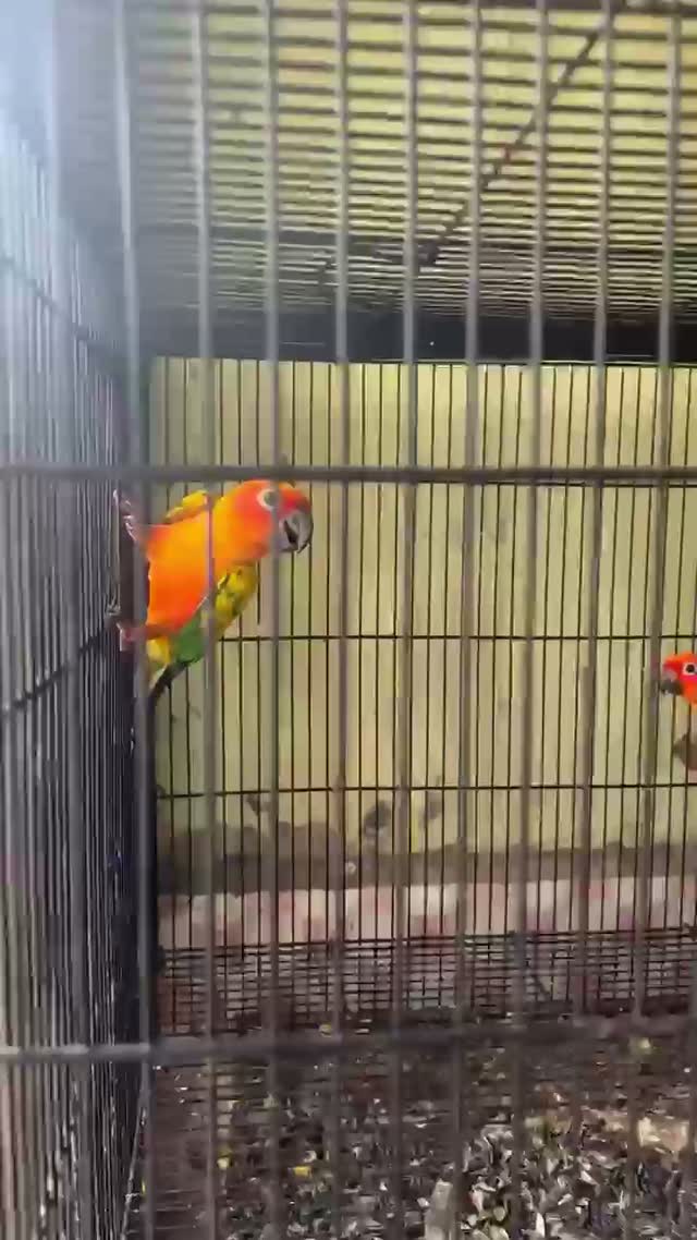 Sun Conure, farm video