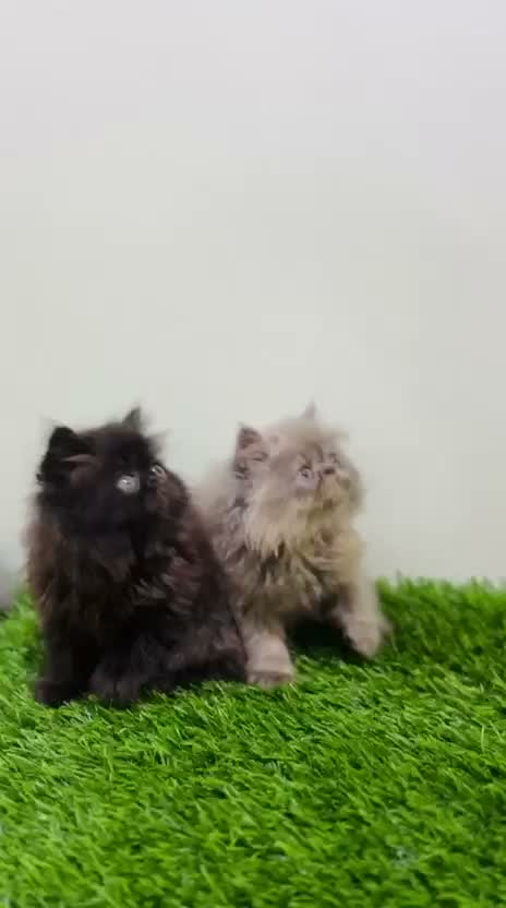 Persian, farm video