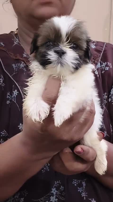 Dachshund Puppy | Brown & Tan, farm video