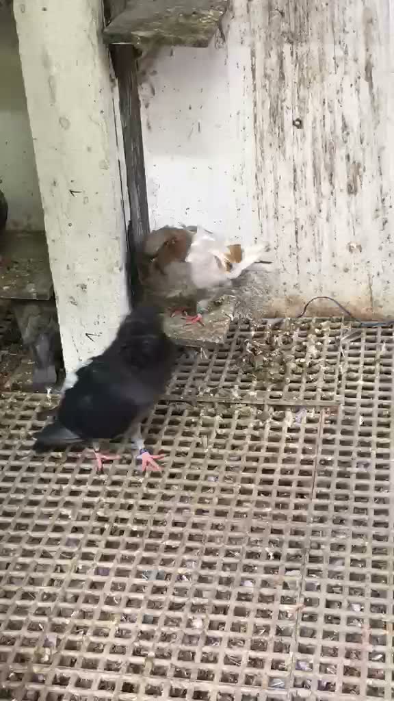 Homer Pigeon, farm video