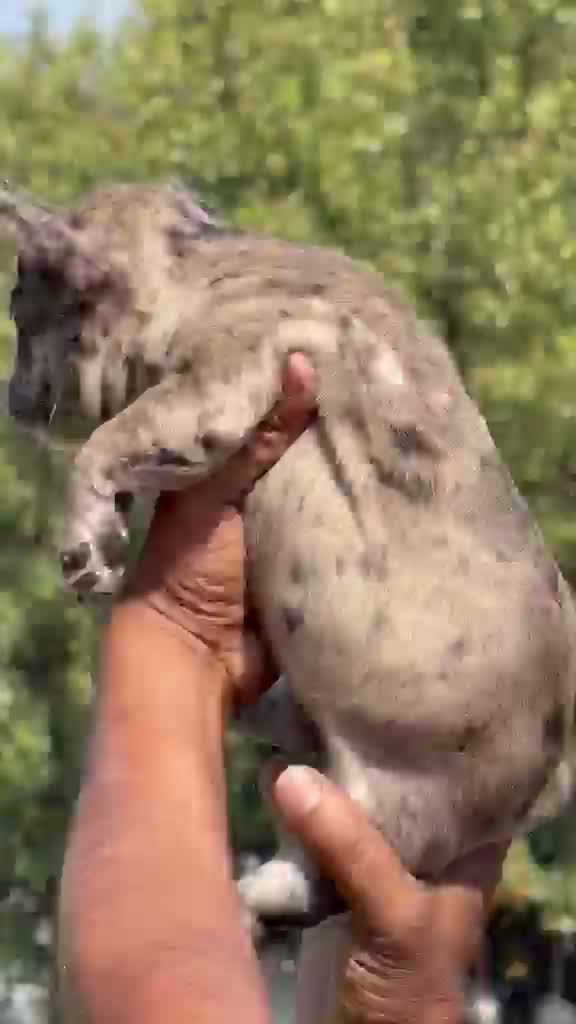 Dachshund Puppy | Brown & Tan, farm video