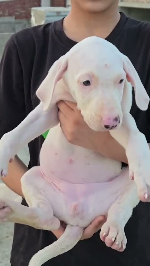 American Bully XL Size Puppy, farm video