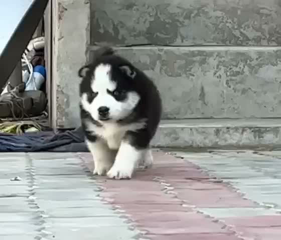Siberian Husky Puppy | Black & White Color, farm video