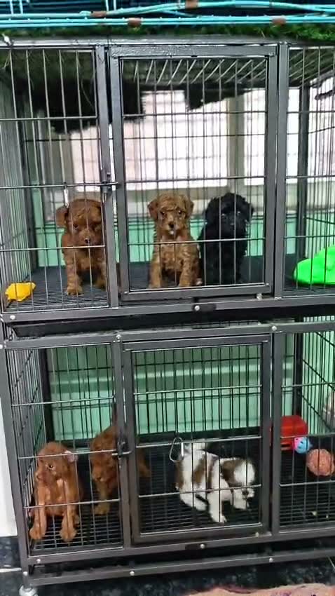 Toy Poodle Puppy, farm video