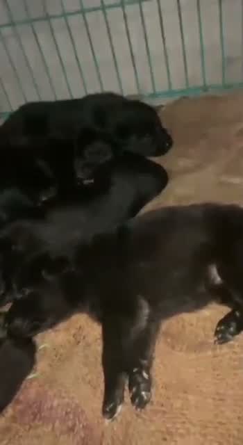 Dachshund Puppy | Brown & Tan, farm video