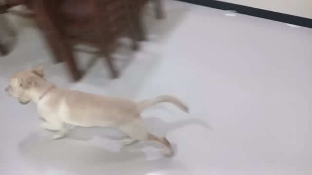 Beagle Black & Tan Puppy, farm video