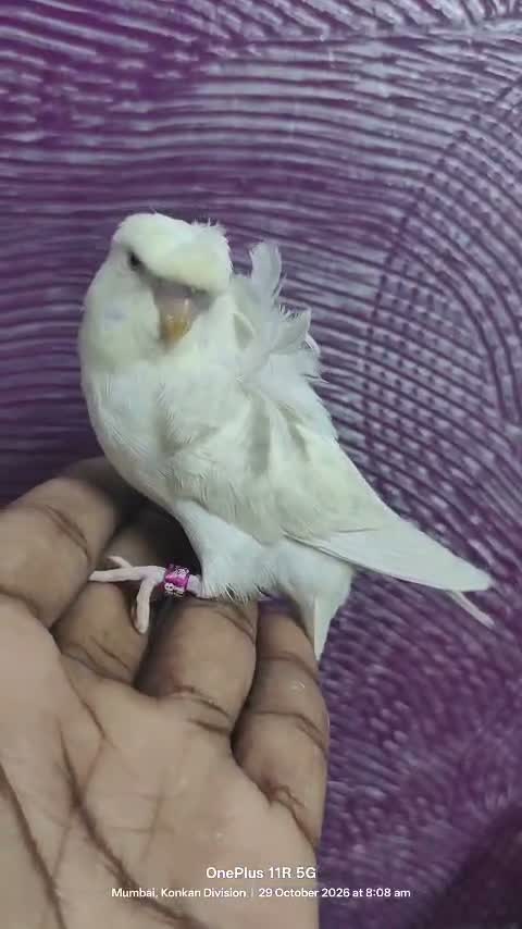 Homer Pigeon, farm video