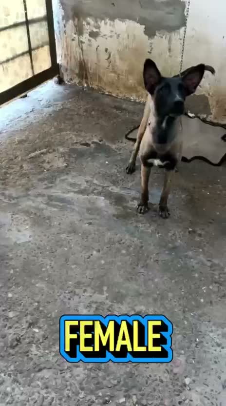 Dachshund Puppy | Brown & Tan, farm video