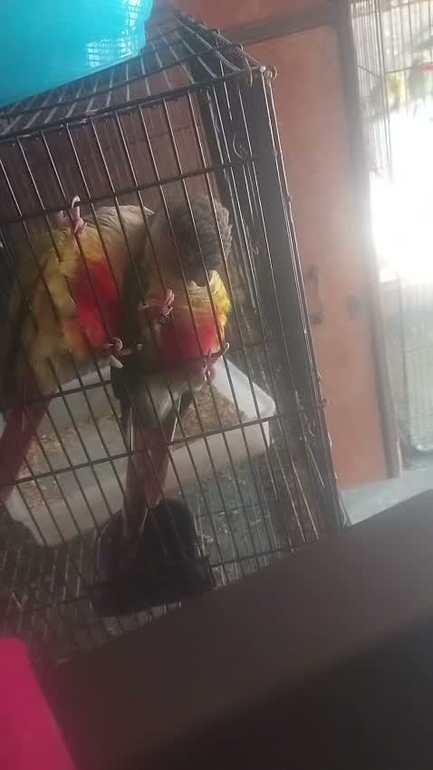 Pineapple Headed Conure, farm video