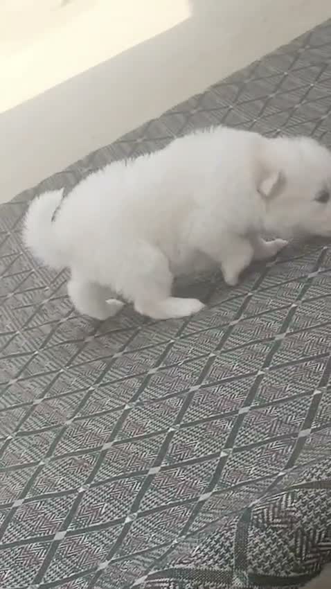 Pomeranian Puppy, farm video