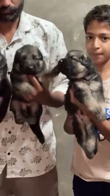 German Shepherd Puppy, farm video