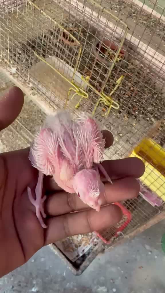 Cockatiel | Pied, farm video