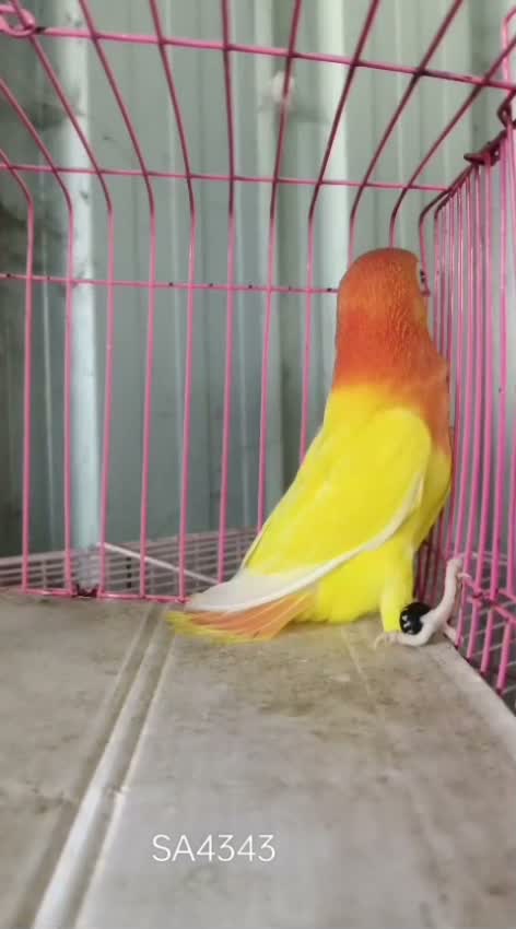 African Love Birds | Lutino, farm video