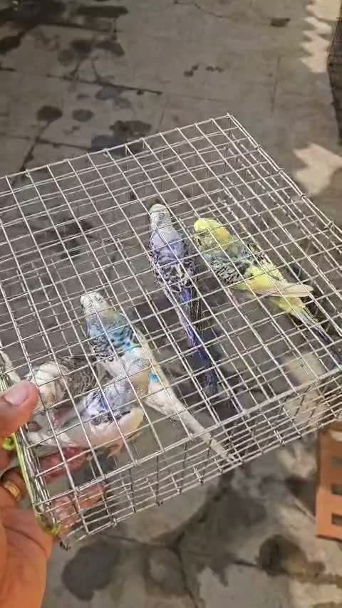 Budgies | Fallow, farm video