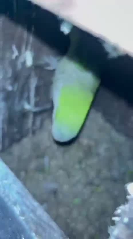 Albino Monk, farm video