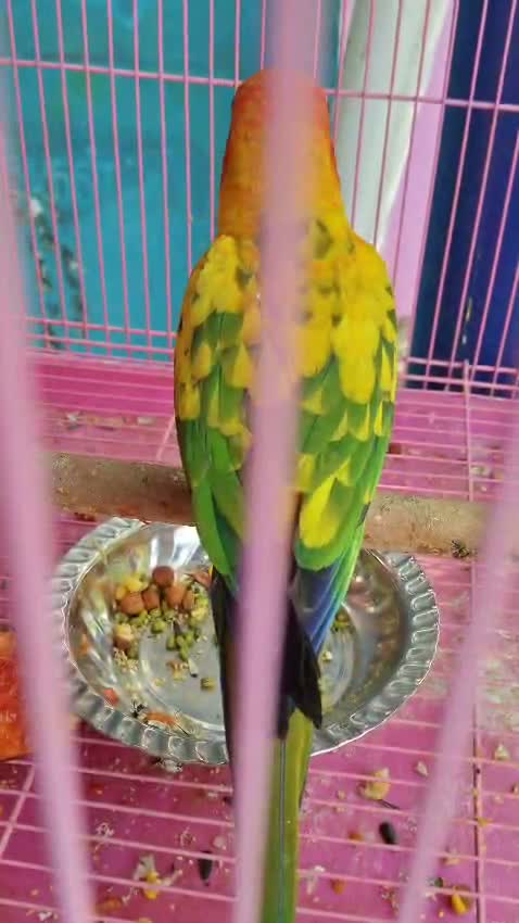 Sun Conure, farm video