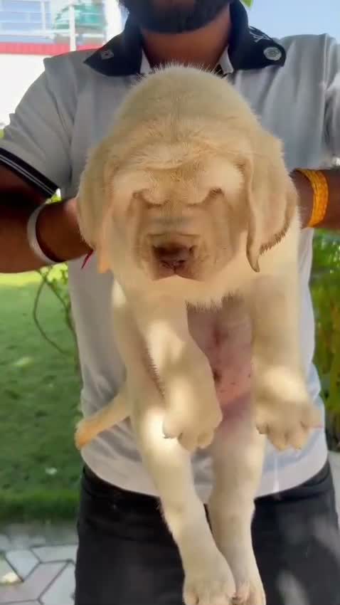 Beagle Black & Tan Puppy, farm video