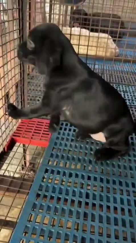 Beagle Black & Tan Puppy, farm video