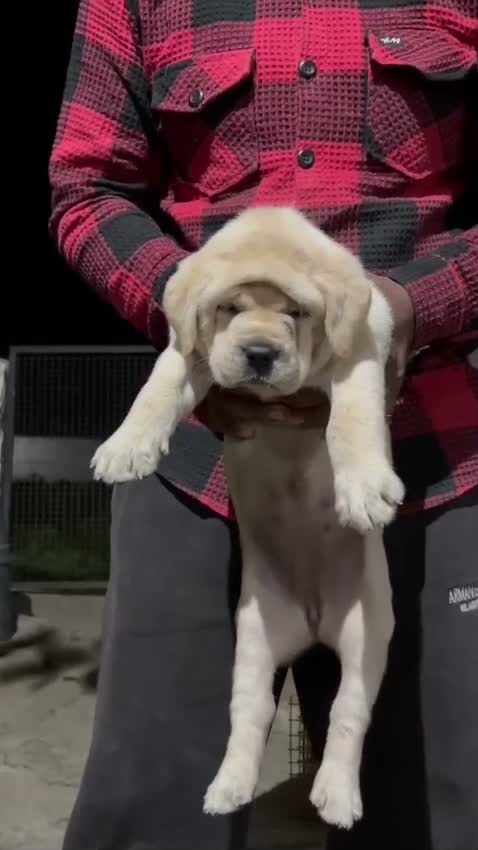 Beagle Black & Tan Puppy, farm video
