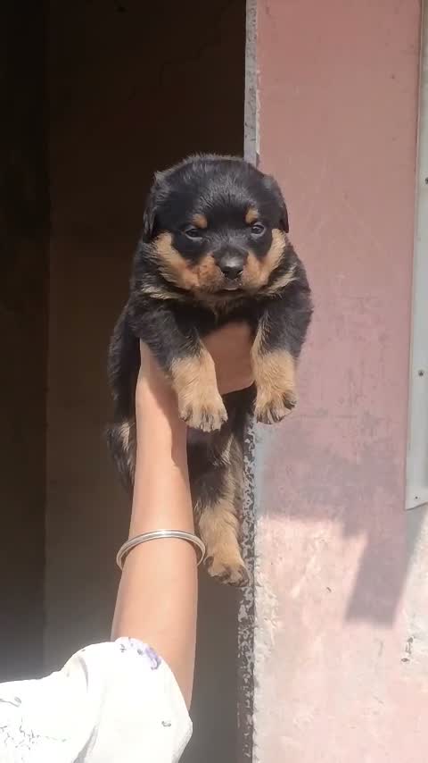 Rottweiler Puppy, farm video