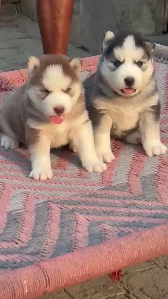 Siberian Husky Puppy | Black & White Color, farm video