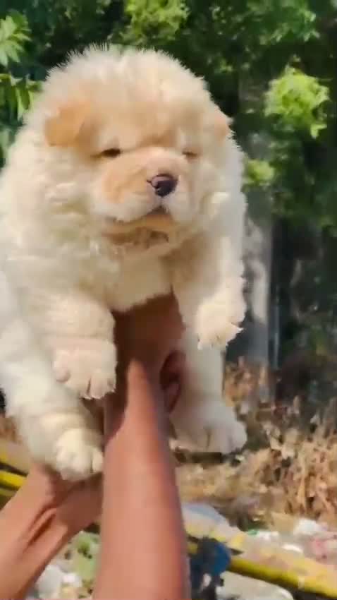 Chow Chow Puppies, farm video