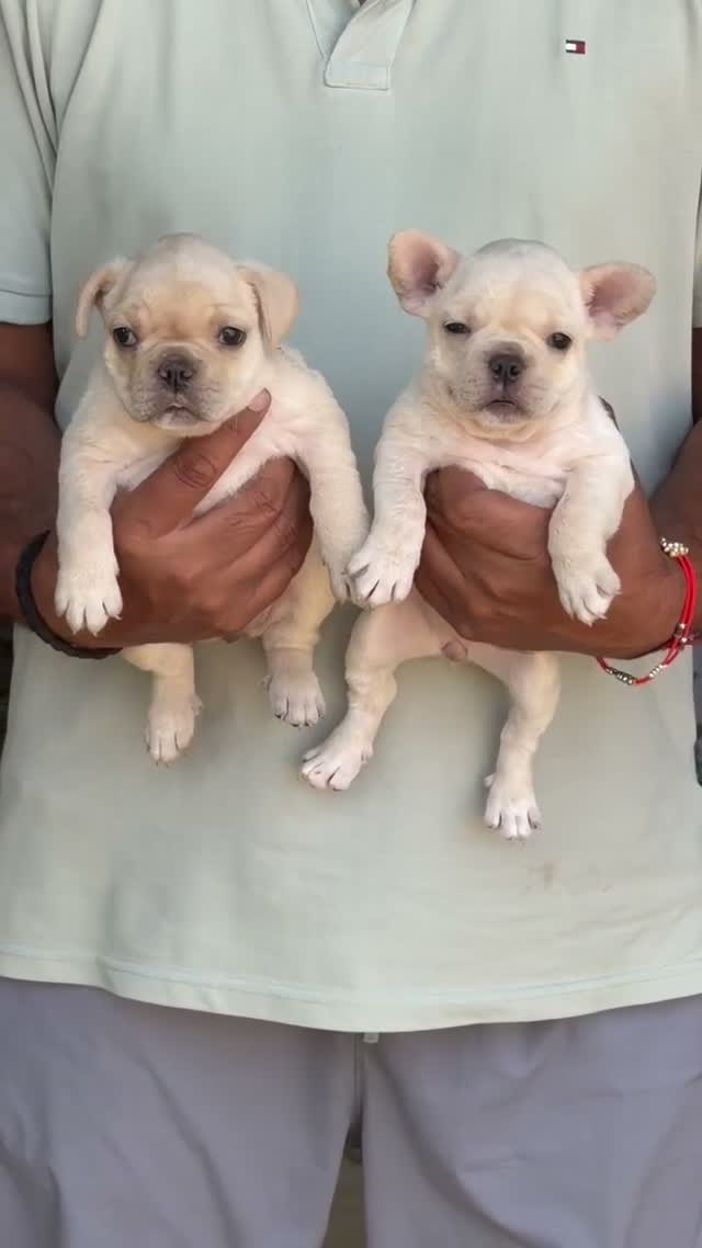 French Bulldog Puppy, farm video