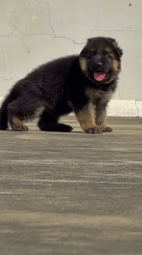 German Shepherd Puppy, farm video