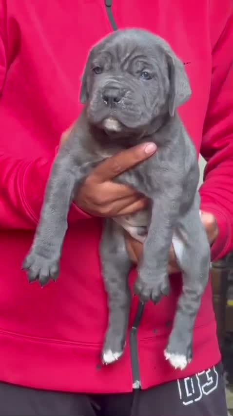 Cane Corso Puppy, farm video