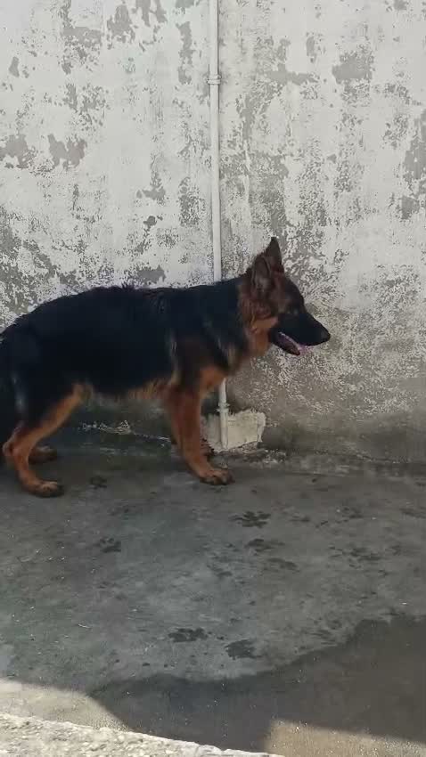 German Shepherd Puppy, farm video