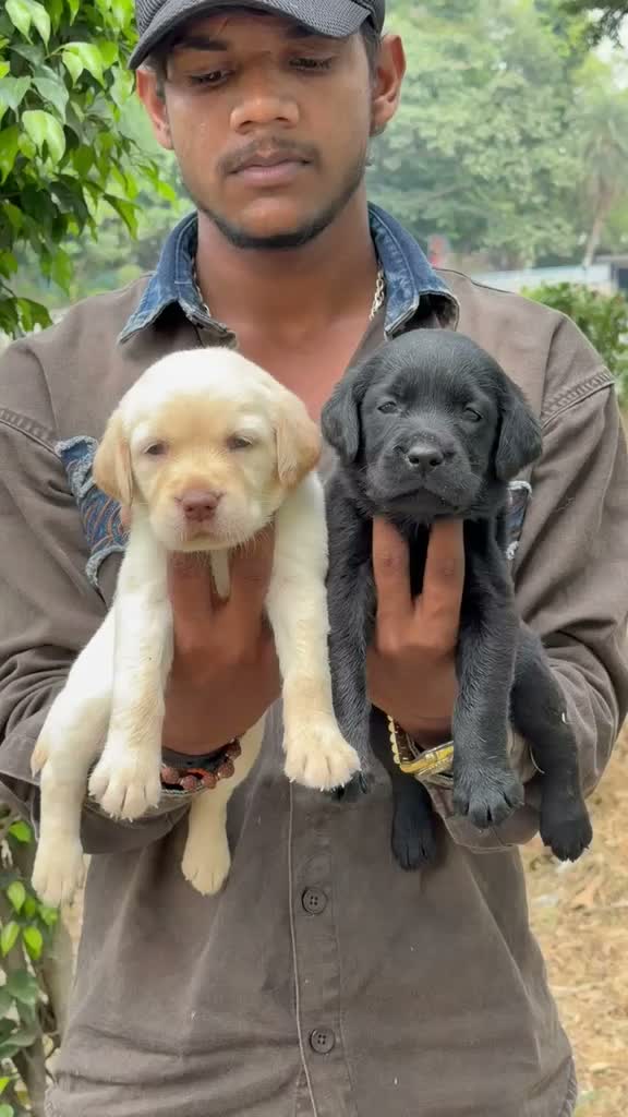 Dachshund Puppy | Brown, farm video