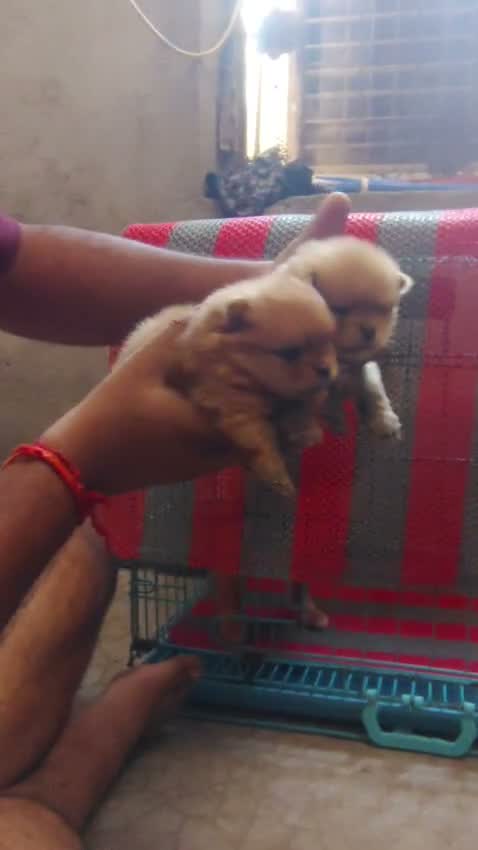 Pomeranian Puppy, farm video