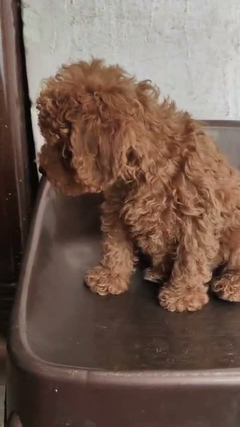 Toy Poodle Puppy, farm video
