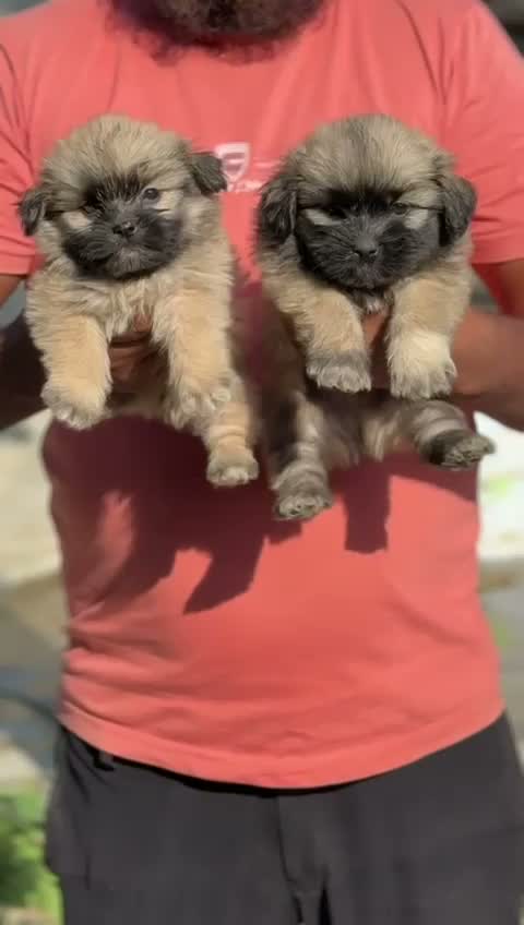 Shih Tzu | Black Color, farm video