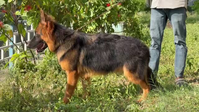 German Shepherd Puppy, farm video