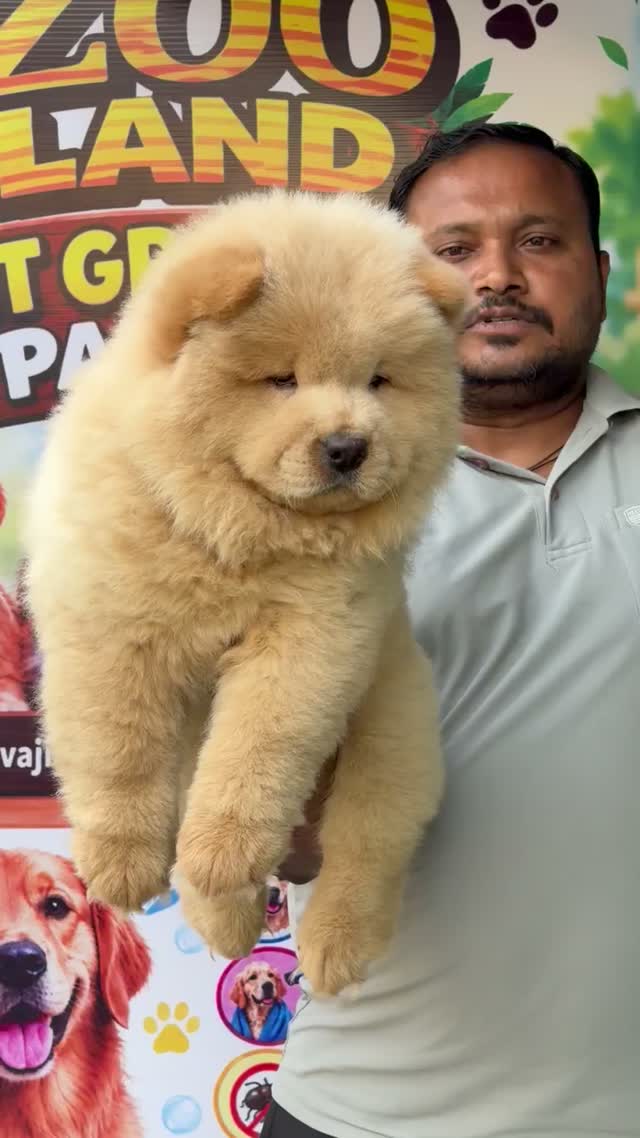Chow Chow Puppies, farm video