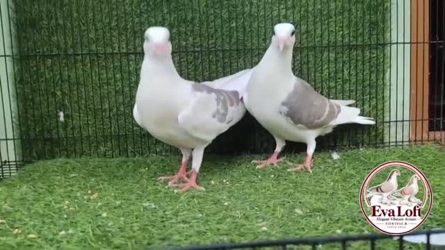 Satin Pigeon, farm video