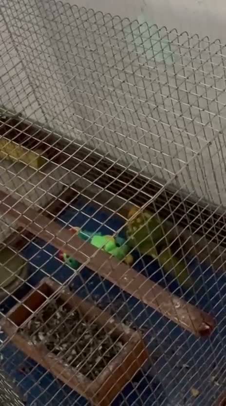 Sun Conure, farm video