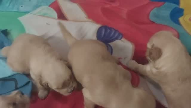Golden Retriever, farm video