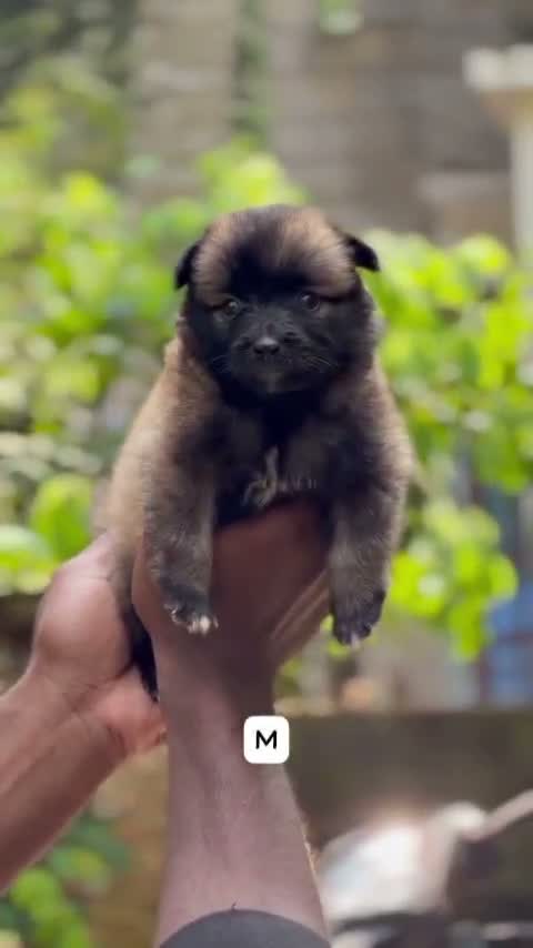 Pomeranian Puppy, farm video
