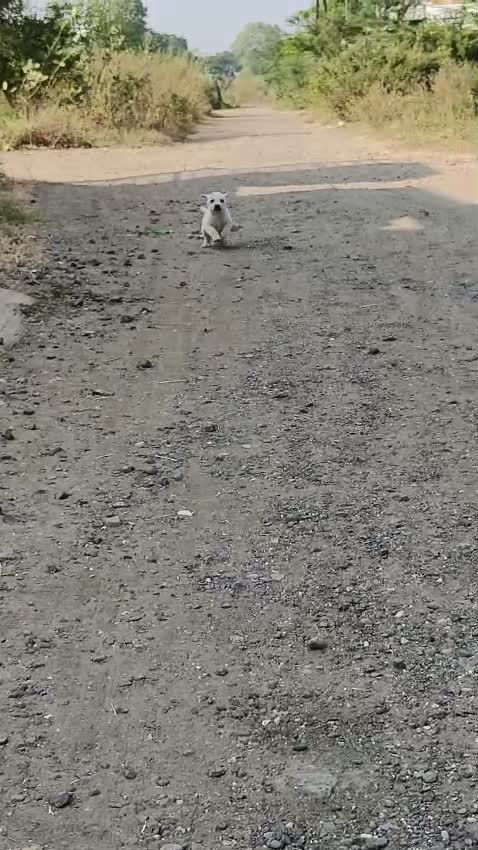 Beagle Black & Tan Puppy, farm video