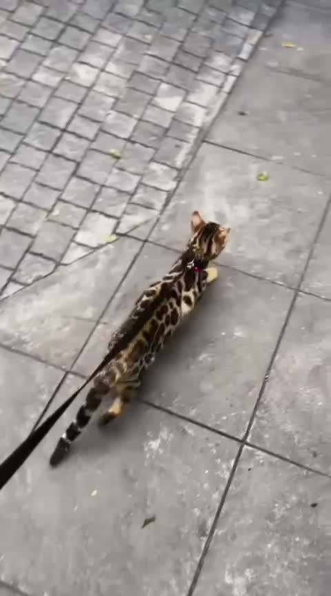Bengal Kitten, farm video