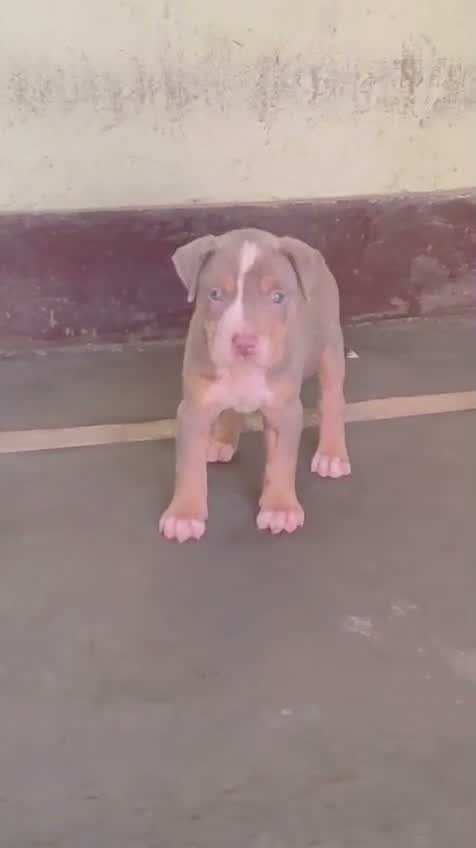 American Bully Pocket Size Puppy, farm video